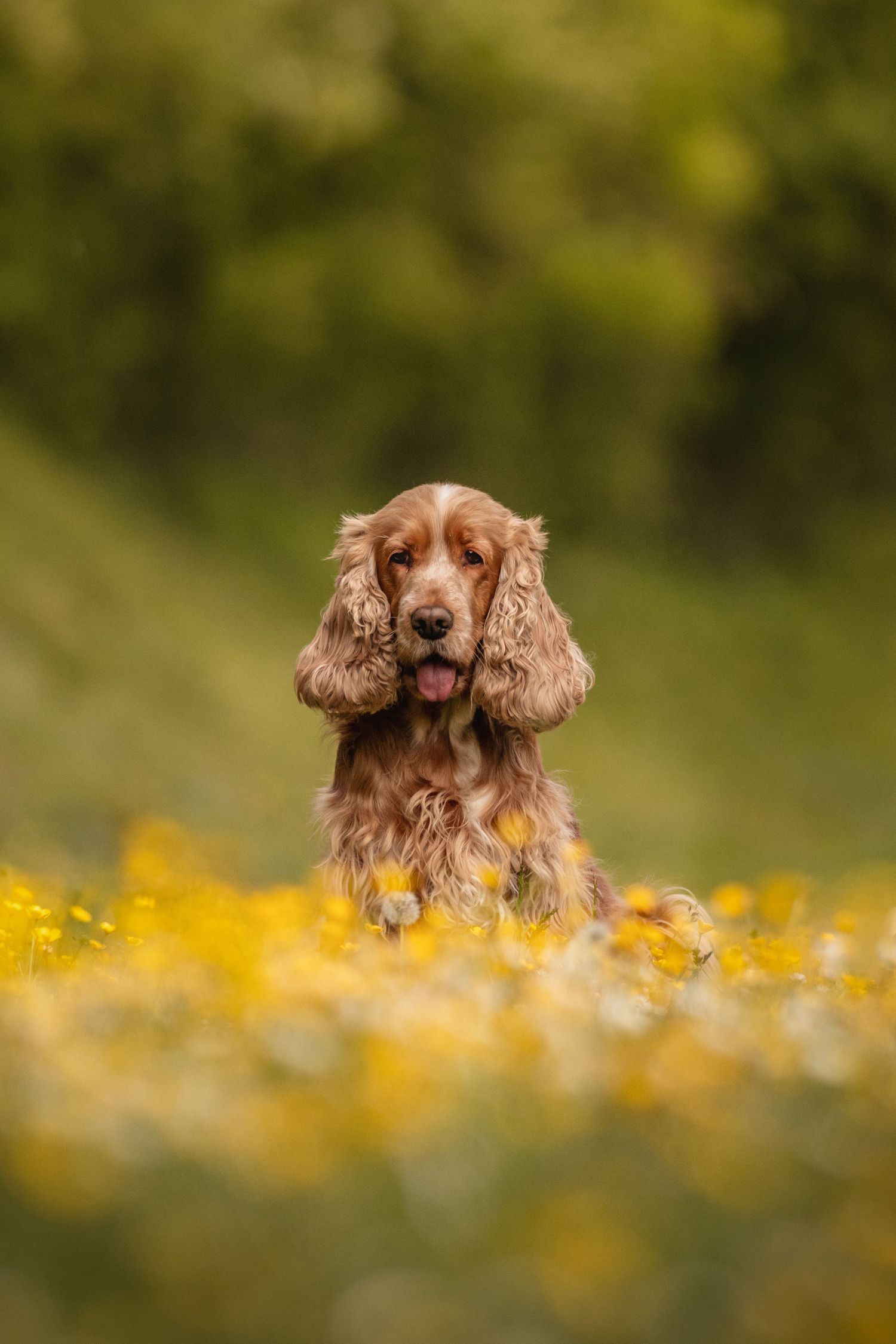 A golden Cocker Spaniel sits among yellow wildflowers in a lush green meadow, tongue out, long ears framing its face.