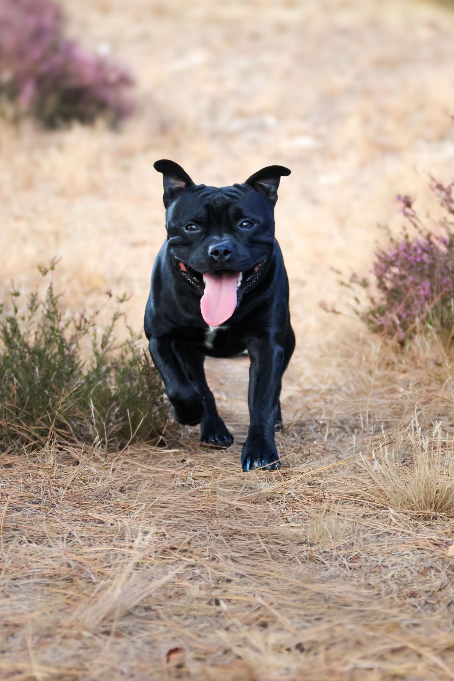 Black Staffordshire Bull Terrier running happily on a dry grass path with tongue out and purple heather in background.