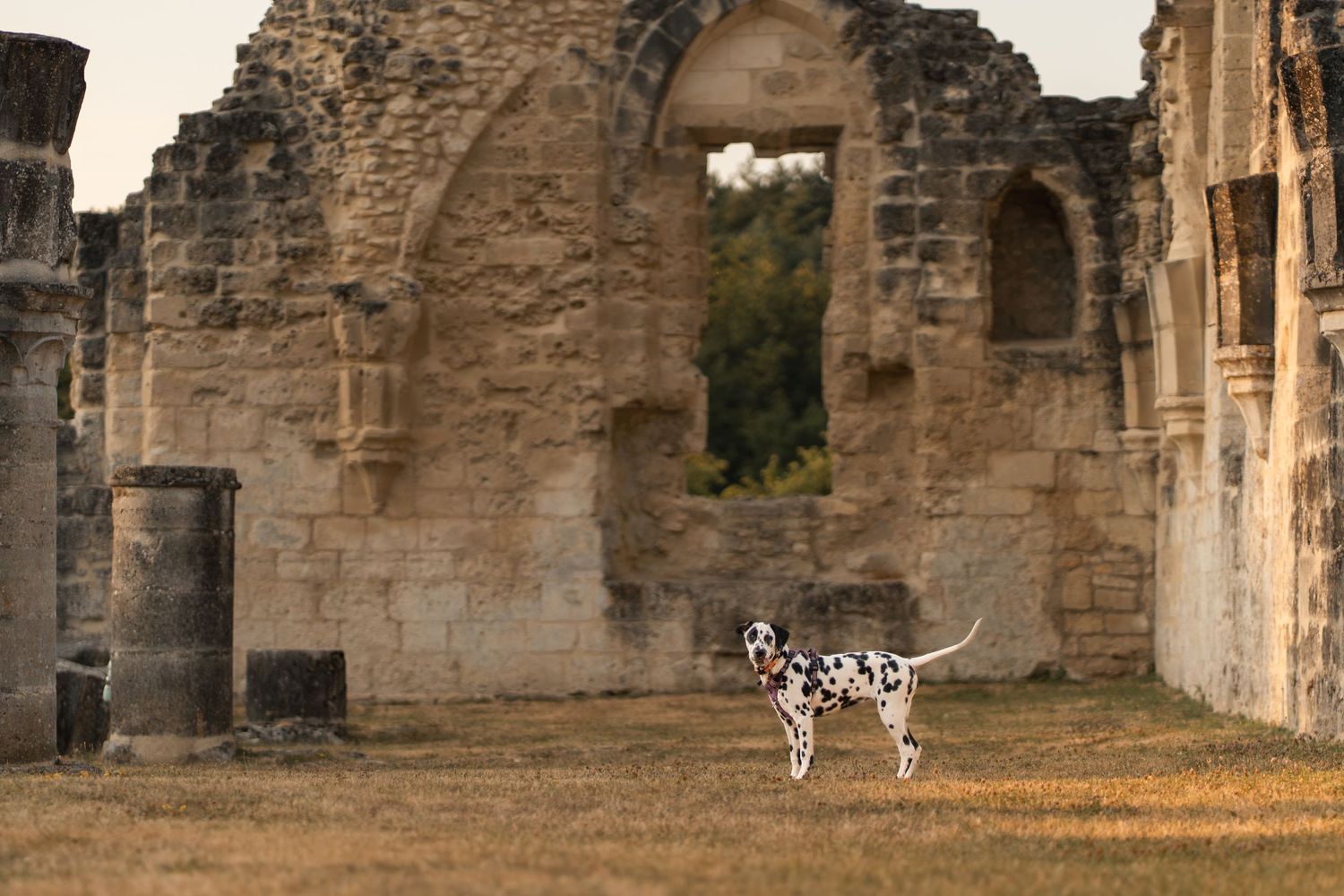 A Dalmatian dog stands in the ruins of an ancient stone building with arched windows and columns.
