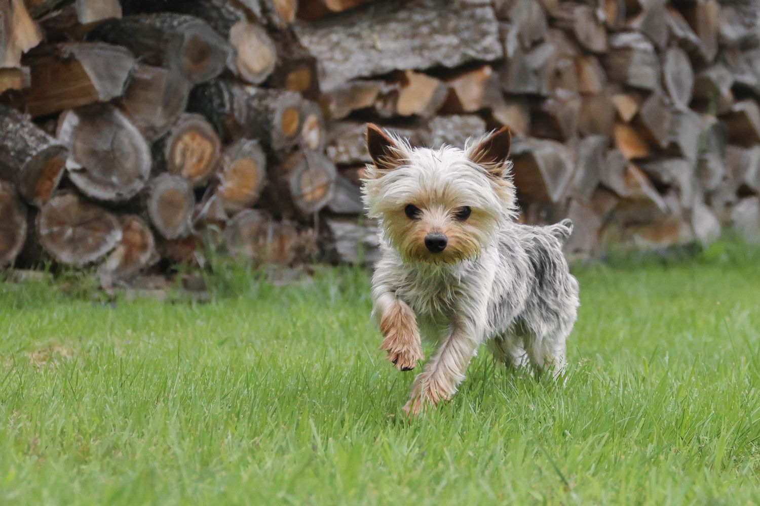 Séance chien — Yorkshire Terrier courant joyeusement dans l'herbe avec un tas de bois en arrière-plan, photographe Guignicourt Aisne.