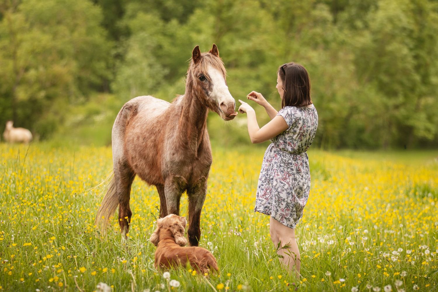 Woman in floral dress feeding a horse in a sunny meadow with yellow wildflowers, accompanied by a small dog.