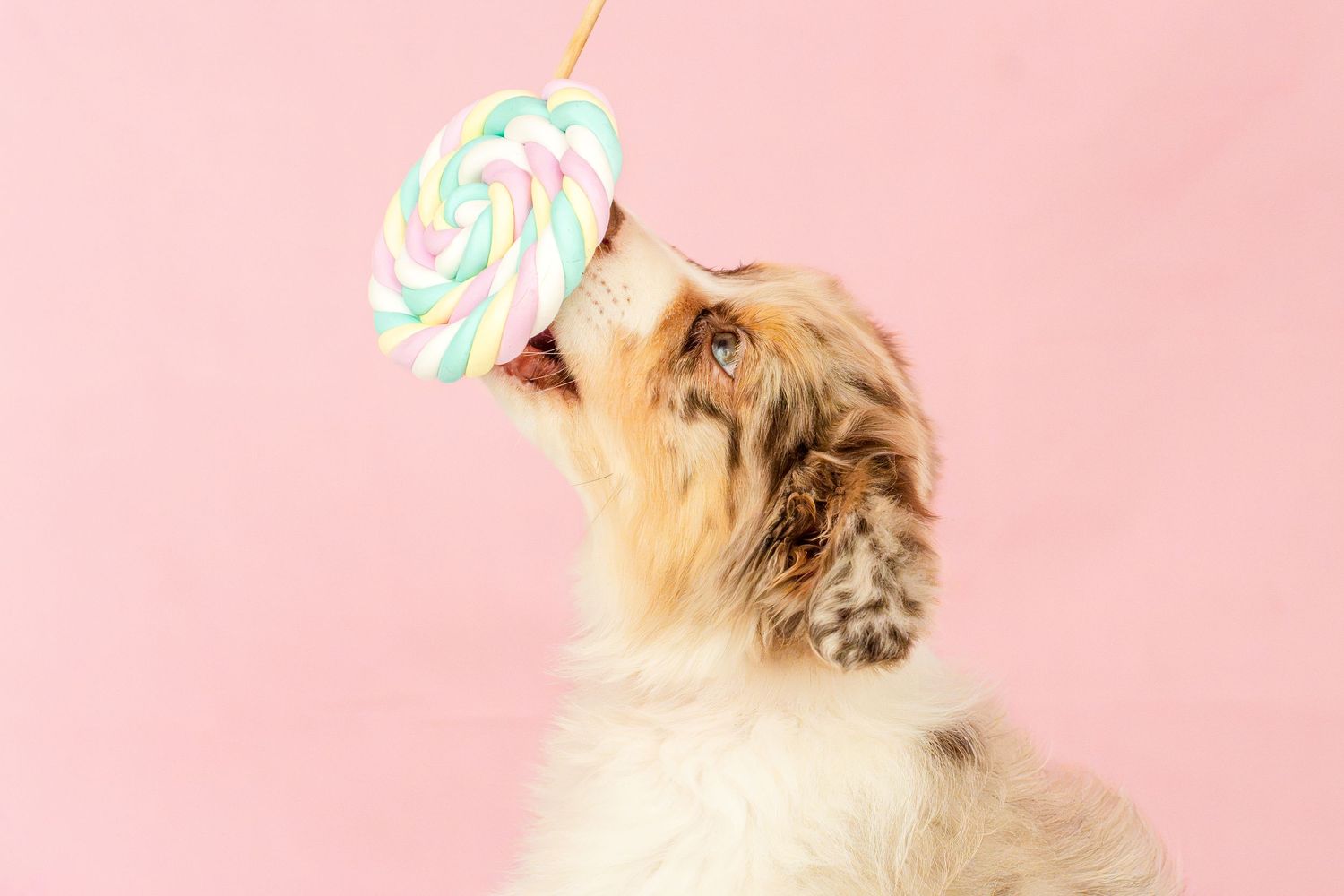 A fluffy Australian Shepherd puppy licking a colorful swirl lollipop against a pink background.