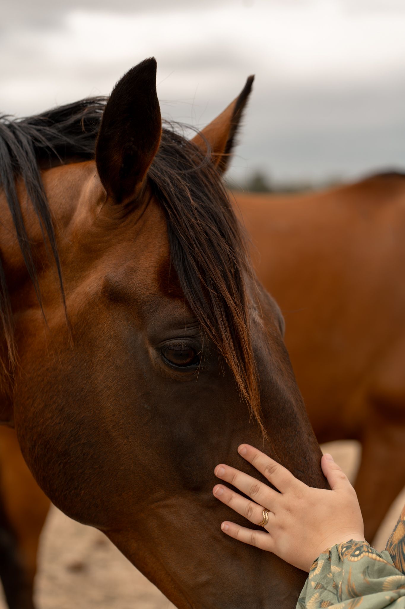 A person gently touches the face of a brown bay horse outdoors on an overcast day.
