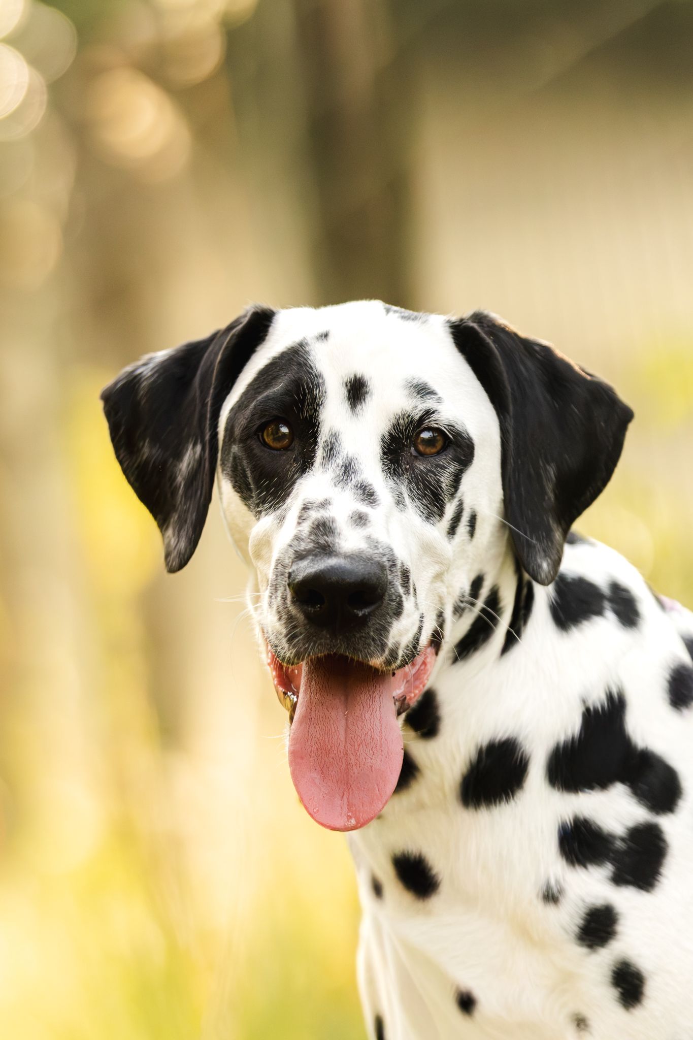 A happy Dalmatian dog with black spots, tongue out, posing outdoors with a blurred green nature background.
