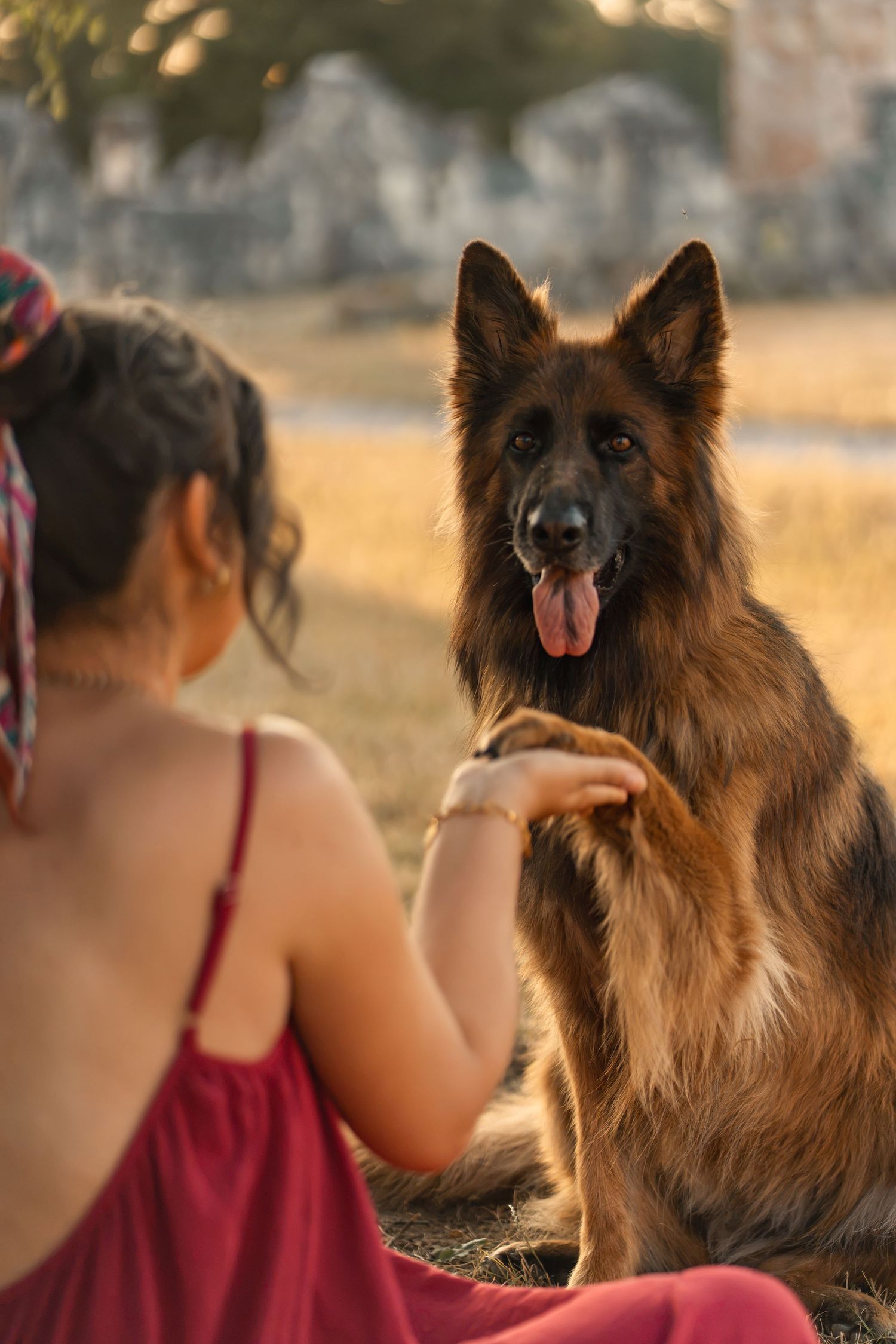 A girl in red sits with a German Shepherd dog giving a paw outdoors in warm golden sunlight.