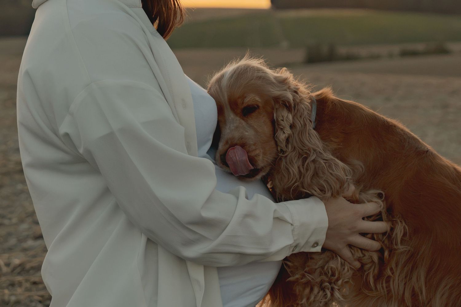 A golden Cocker Spaniel being lovingly embraced by a person in a white jacket outdoors at sunset.