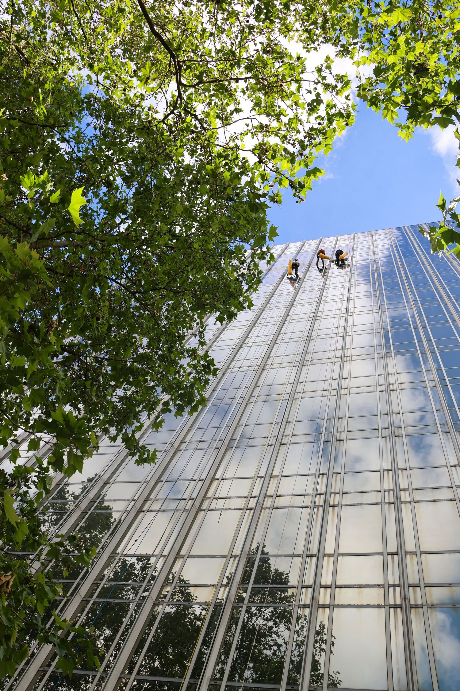 Window washers rappel down a glass skyscraper facade, framed by green tree branches against a blue sky.