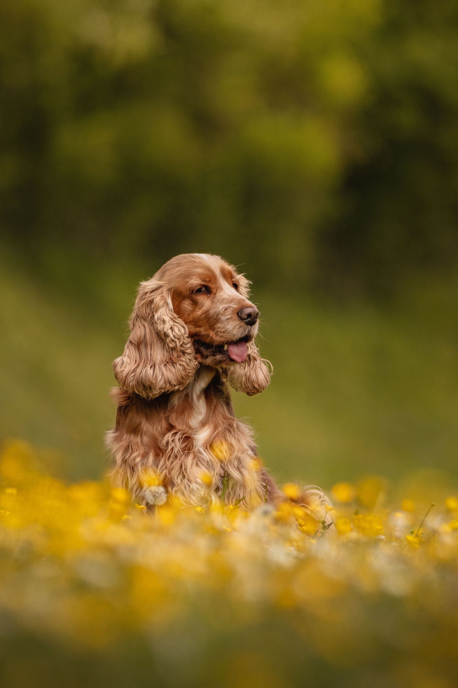 Golden Cocker Spaniel sitting in a field of yellow wildflowers with a lush green background.