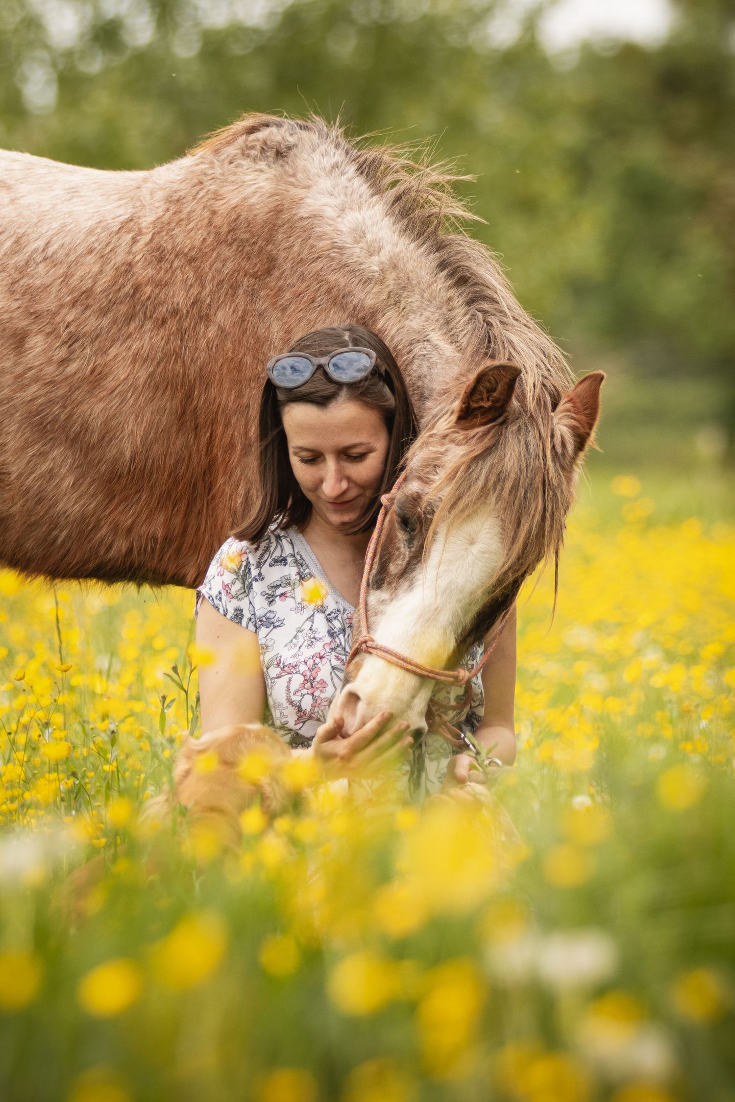 Woman sitting in yellow flower field tenderly bonding with a brown horse on a sunny day.