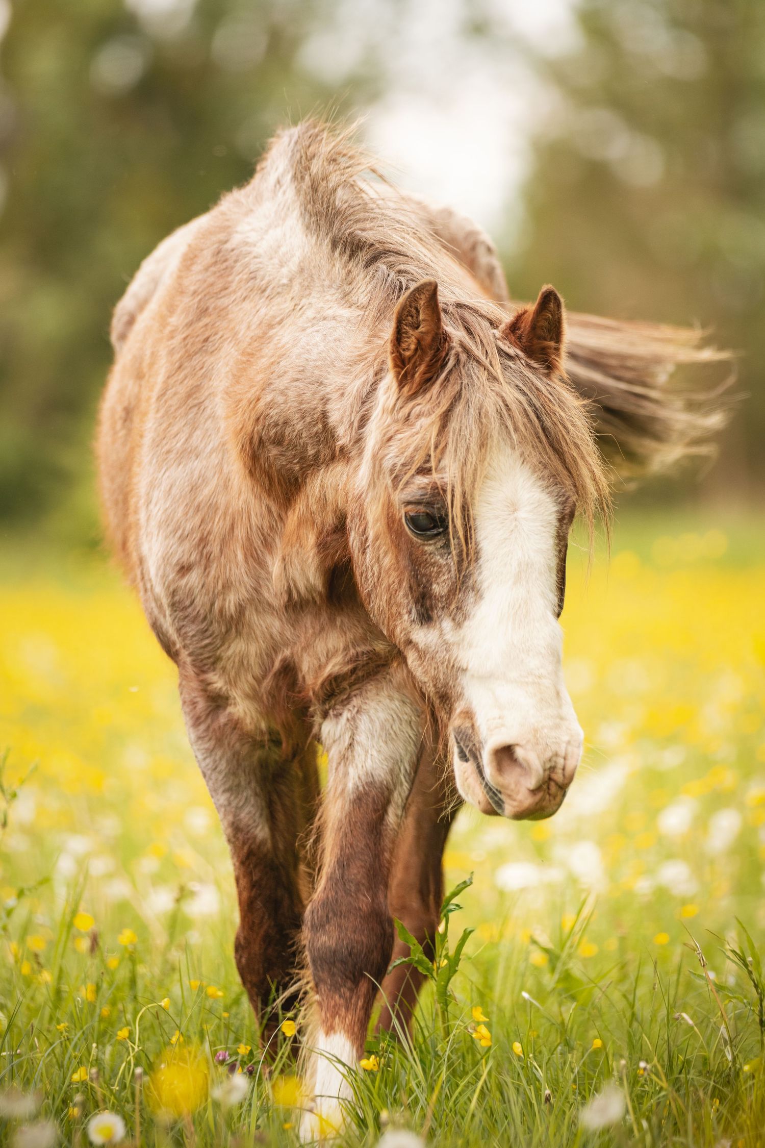 A light brown pony with a flowing mane walks through a sunny meadow filled with yellow wildflowers and daisies.