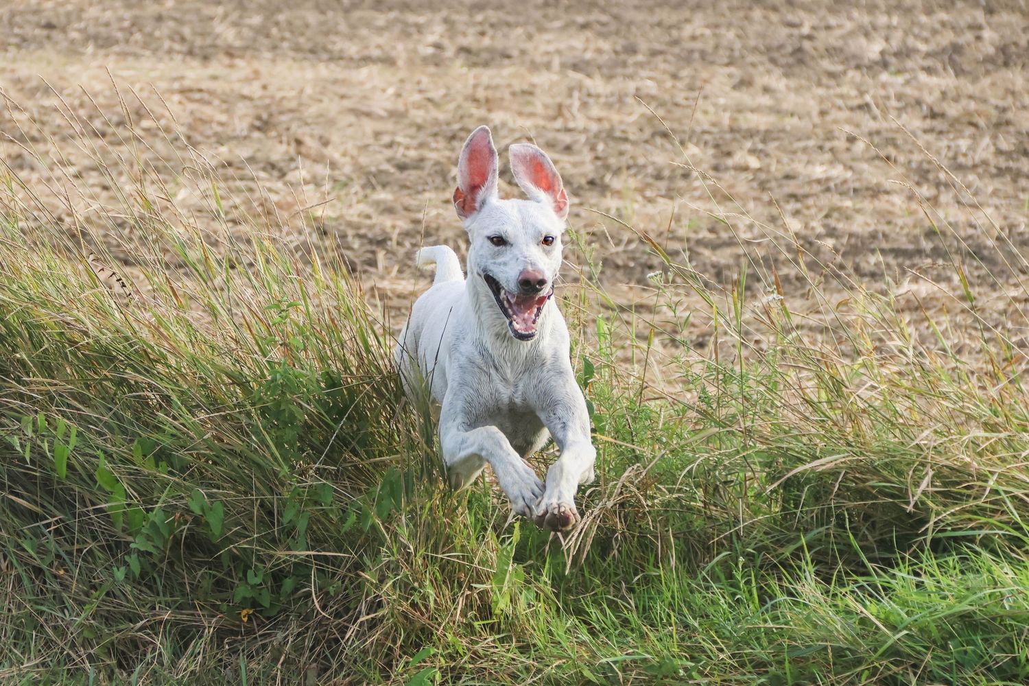 Séance animaux — chien blanc courant joyeusement dans un champ ensoleillé, photographe animaux Épernay Marne Aisne.