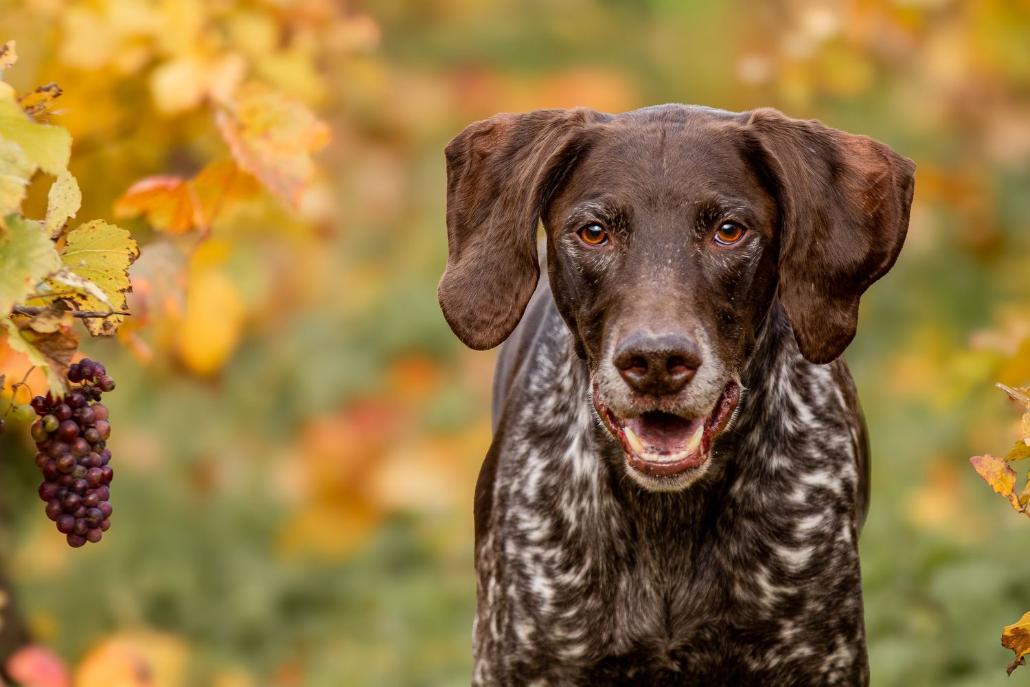 A German Shorthaired Pointer dog poses alertly in an autumn vineyard with colorful foliage and grapes nearby.