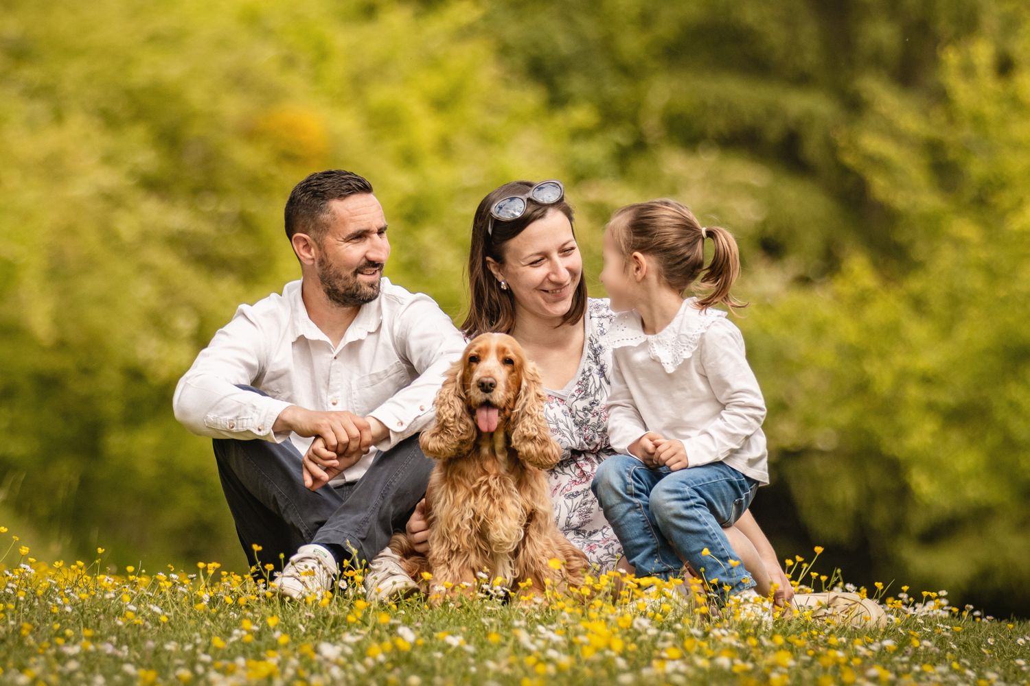 Family with a young girl and golden Cocker Spaniel dog sitting together in a sunny meadow with yellow wildflowers.