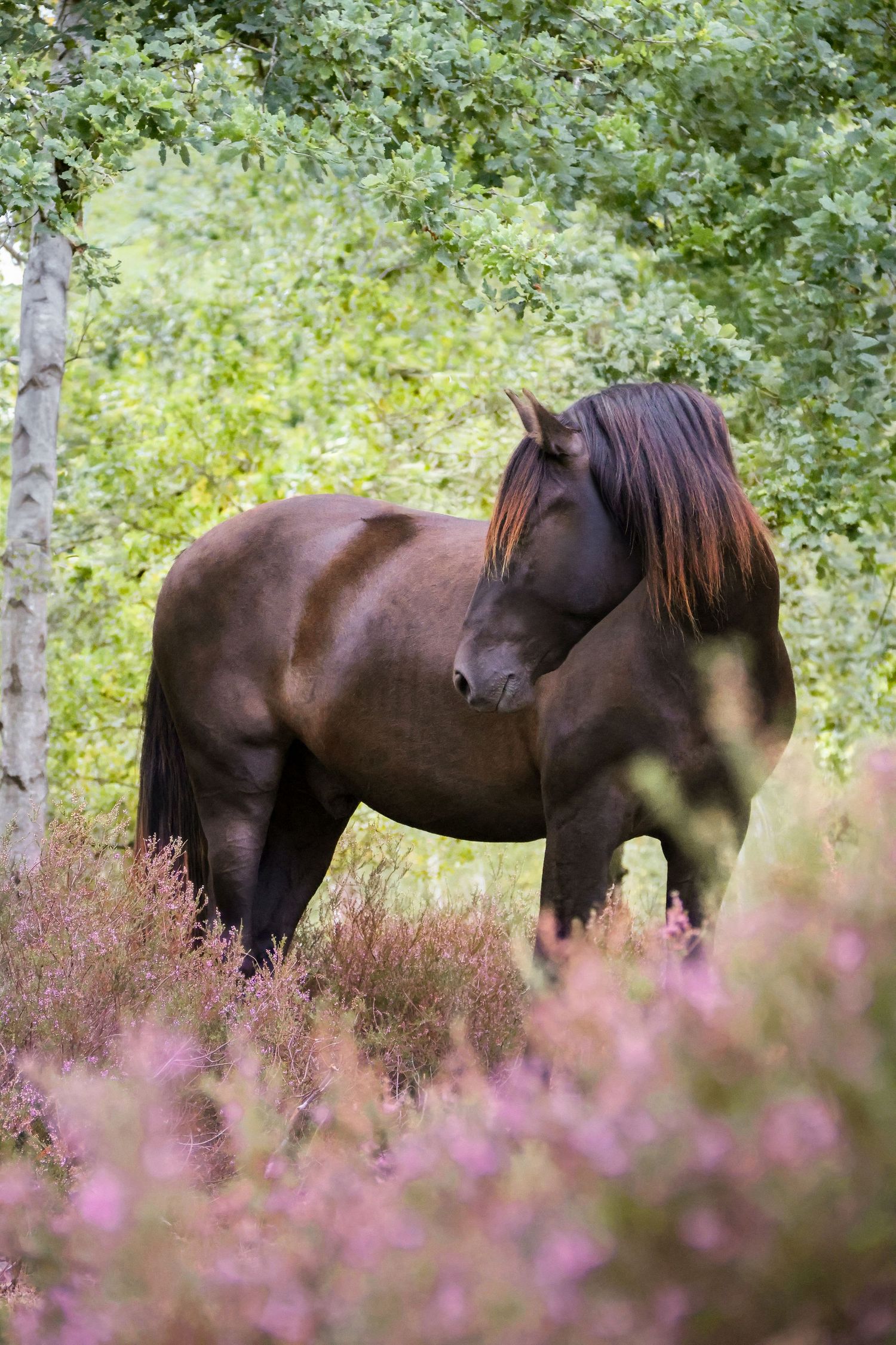 A dark bay horse with a flowing mane stands among purple heather blooms and green trees in a forest setting.