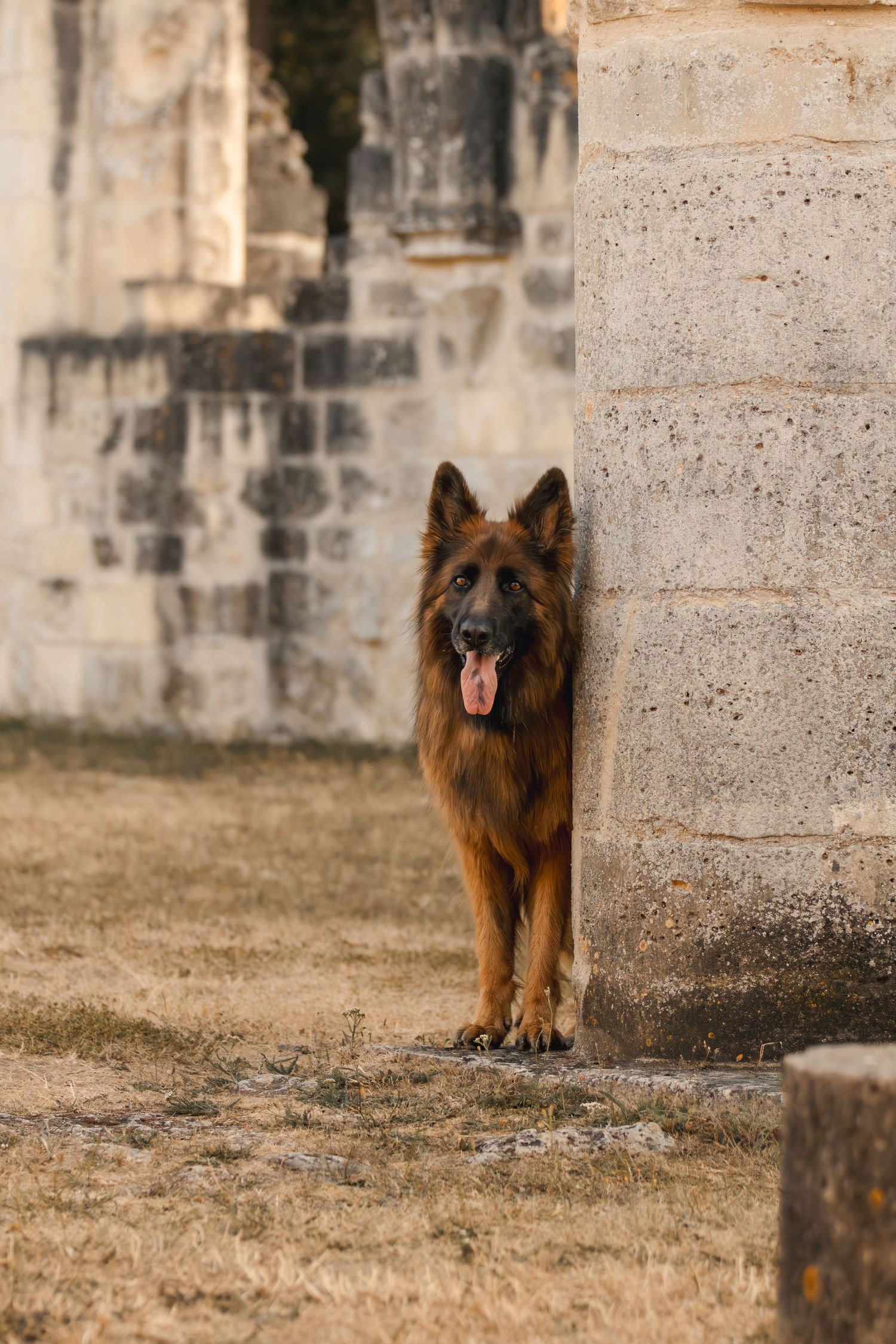 A German Shepherd dog with tongue out standing beside a stone column near ancient ruins in warm golden light.
