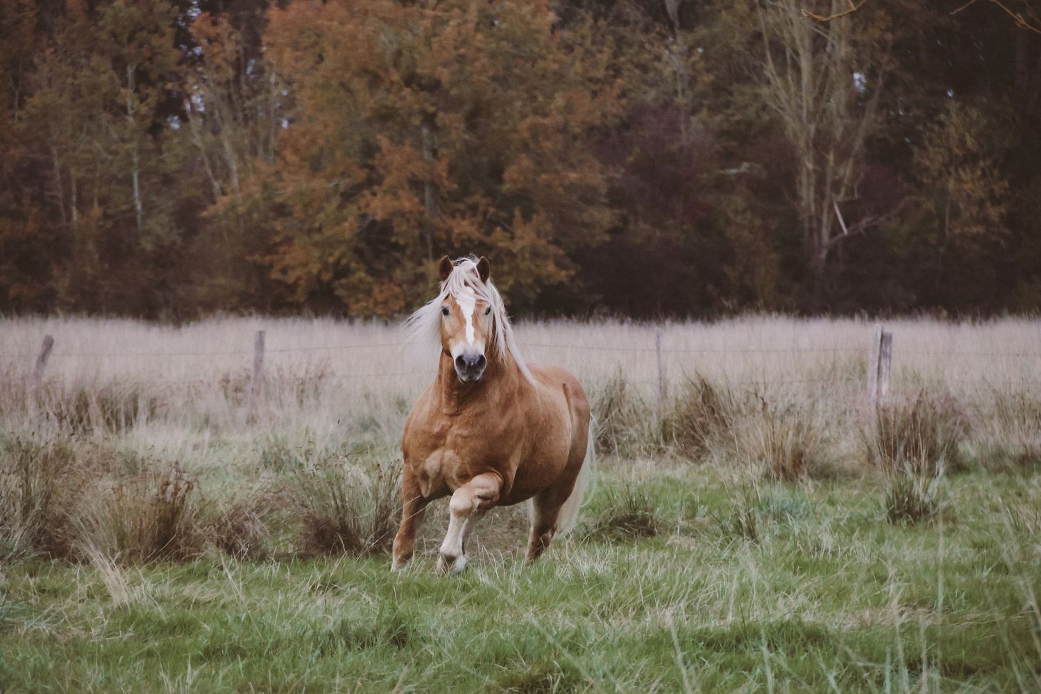 A chestnut horse with a blonde mane gallops freely across a lush green field with autumn trees in the background.