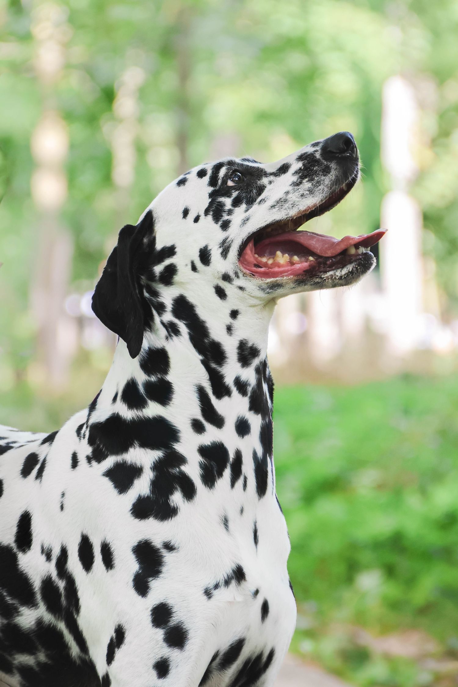 Séance animaux — dalmatien la gueule ouverte dans un écrin de verdure en forêt, photographe animaux Aisne Guignicourt.