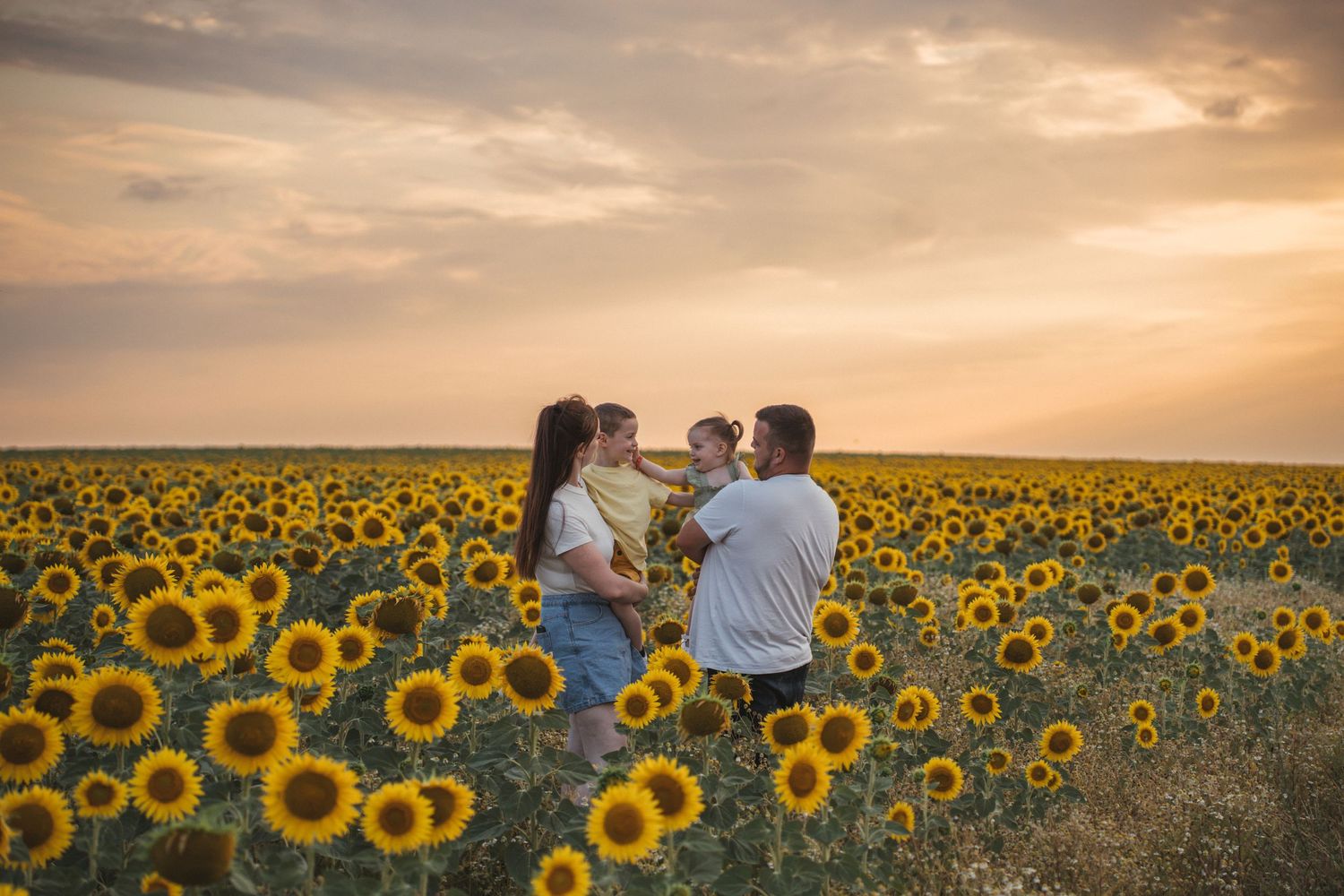Family of four standing in a sunflower field at sunset, parents holding children while sharing a joyful moment.