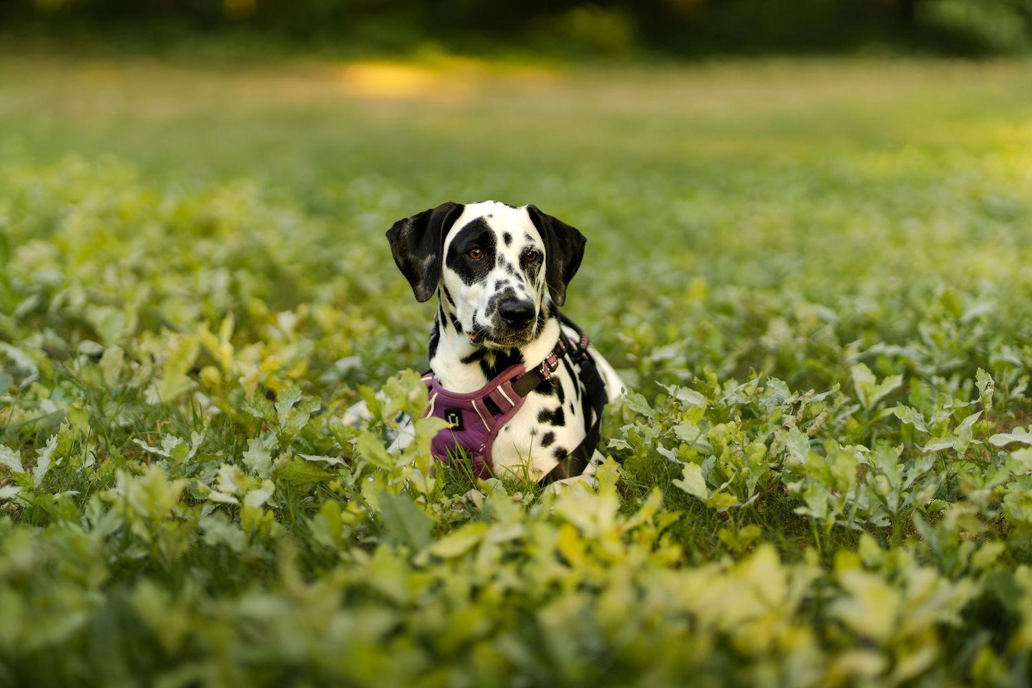 Dalmatian dog wearing a pink harness sitting in a lush green field, looking alert and playful outdoors.