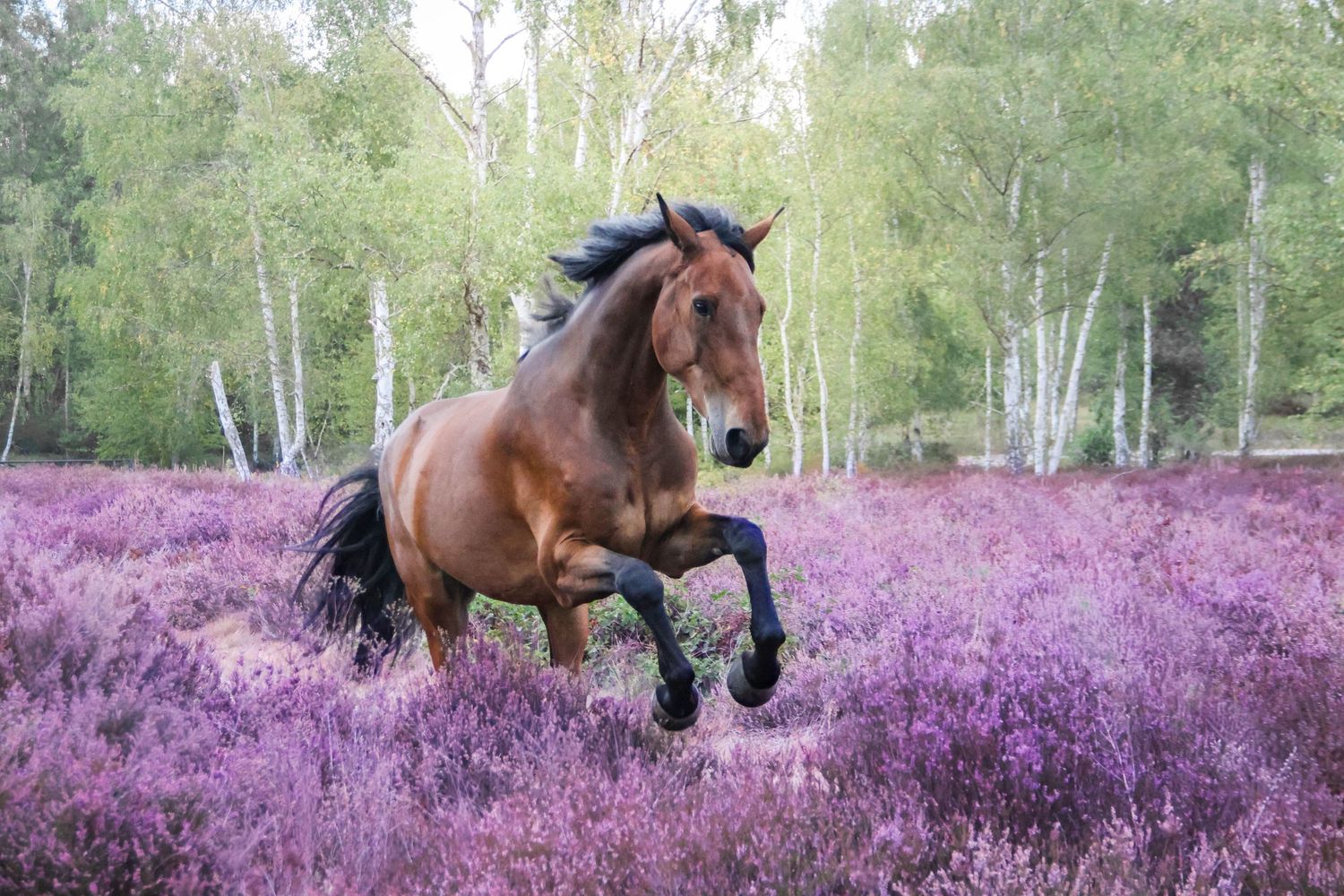 Séance animaux — cheval bai au galop dans un champ de bruyère violette, photographe lifestyle Aisne Guignicourt.