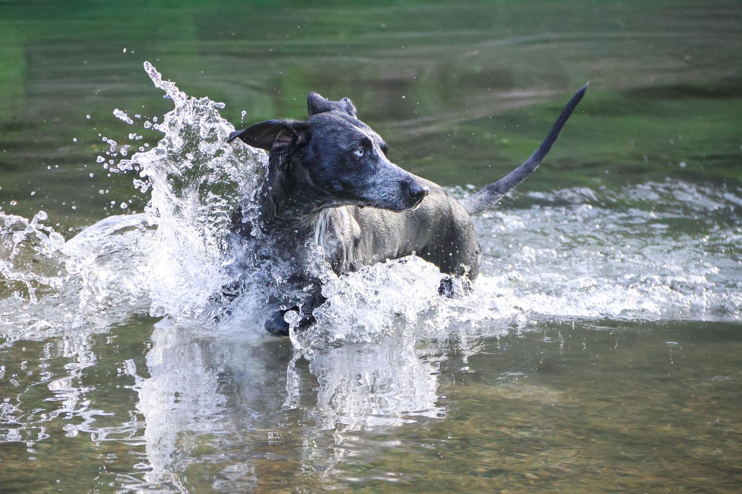 Séance animaux — chien bringé éclaboussant une rivière avec un bâton en gueule, photographe animaux Laon Aisne.