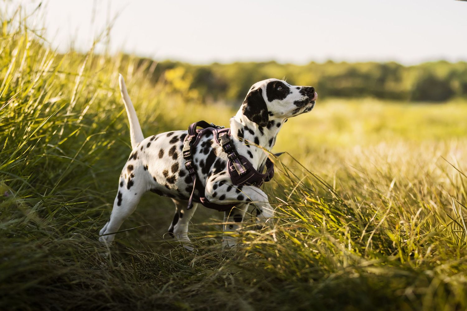 A Dalmatian dog wearing a harness stands alert in tall green grass with a sunny field in the background.