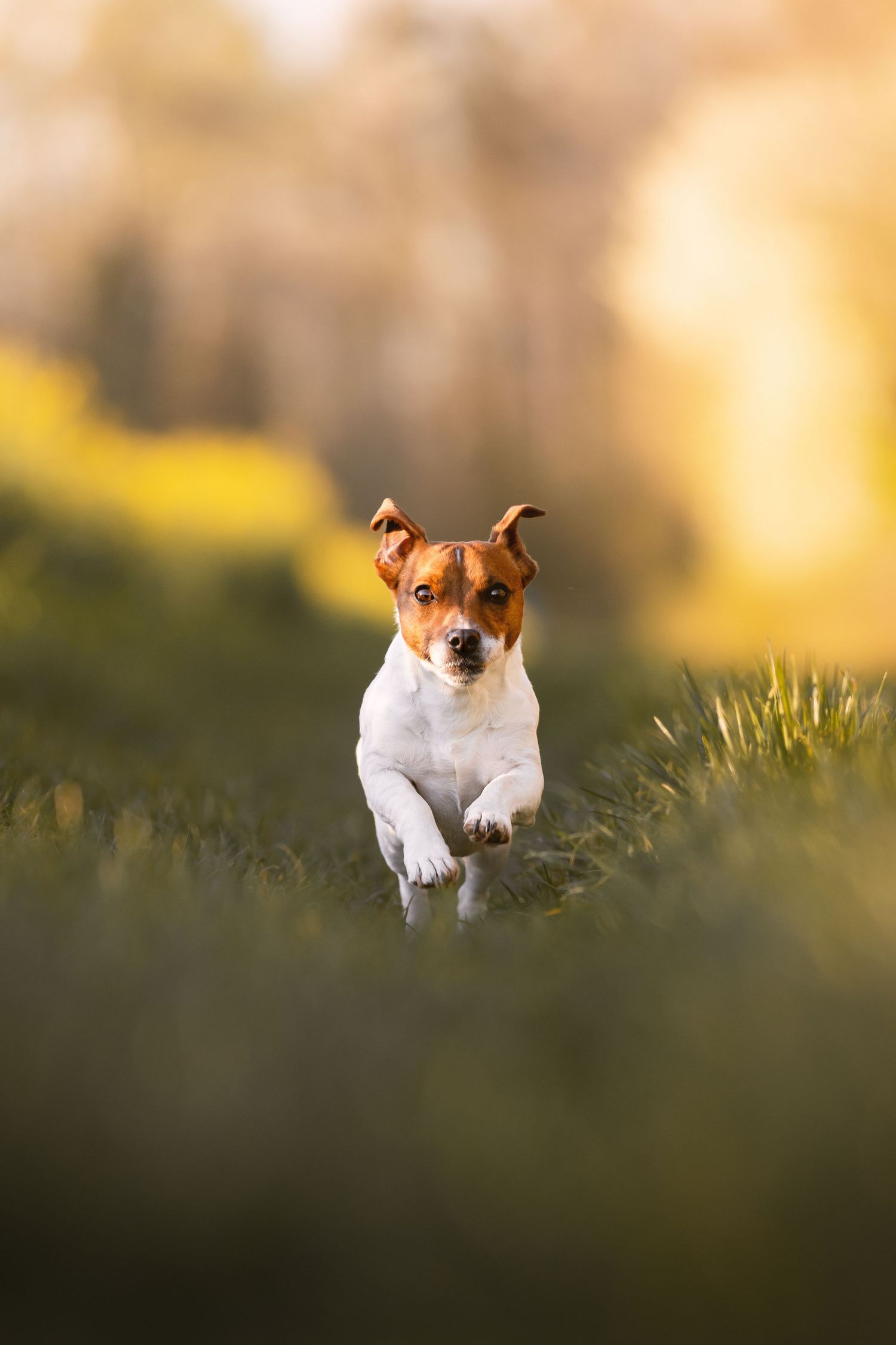 Jack Russell Terrier énergique courant vers l'appareil photo avec les oreilles au vent, dans un champ de verdure au coucher du soleil.