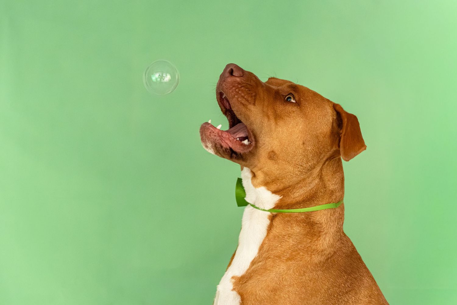 A brown and white dog with a green collar looks up with open mouth at a soap bubble against a green background.