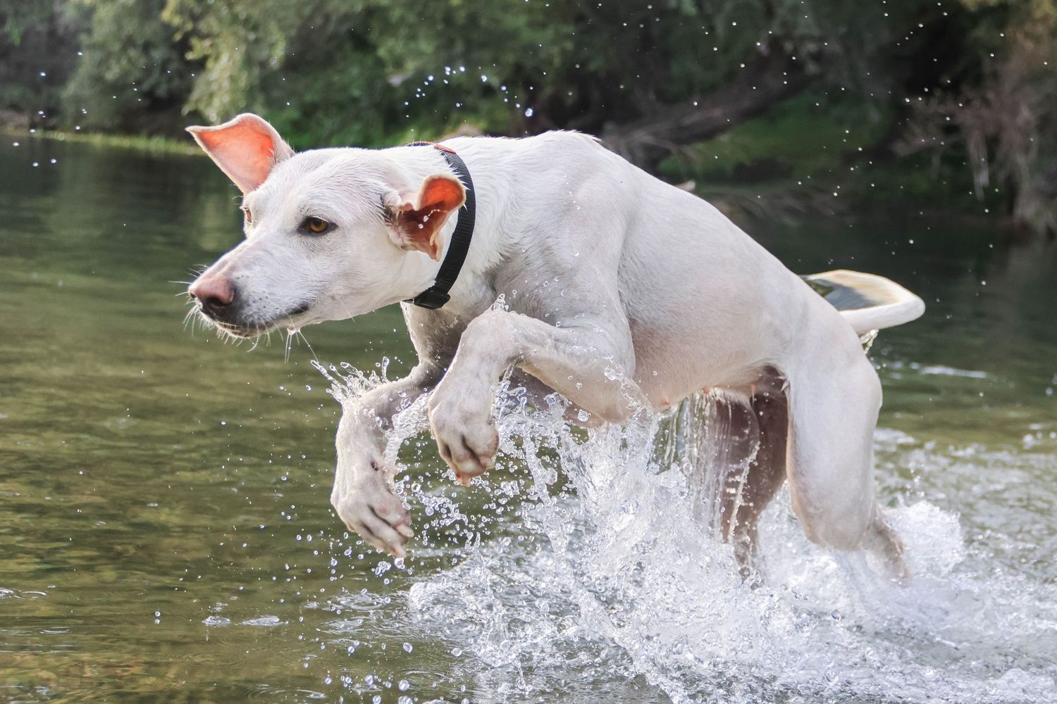 Séance animaux — chien blanc au collier orange bondissant dans les éclaboussures d'une rivière, photographe animaux Reims Marne