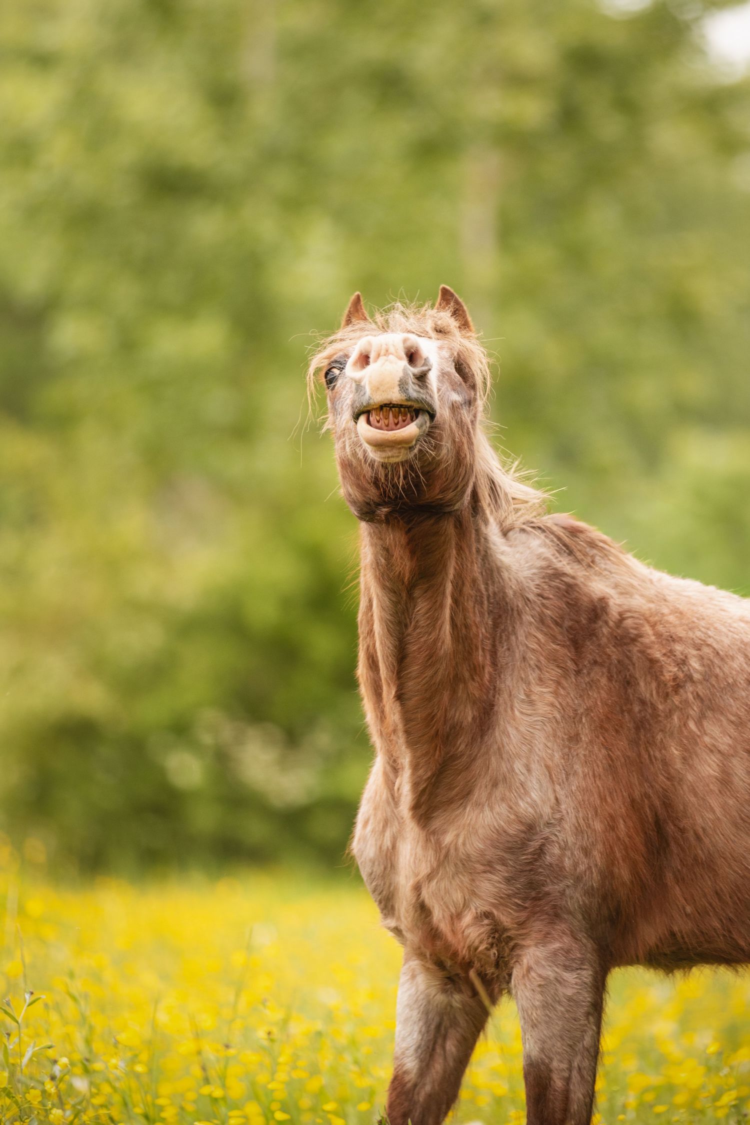 A brown horse standing in a field of yellow wildflowers, appearing to smile with teeth showing, green trees in background.