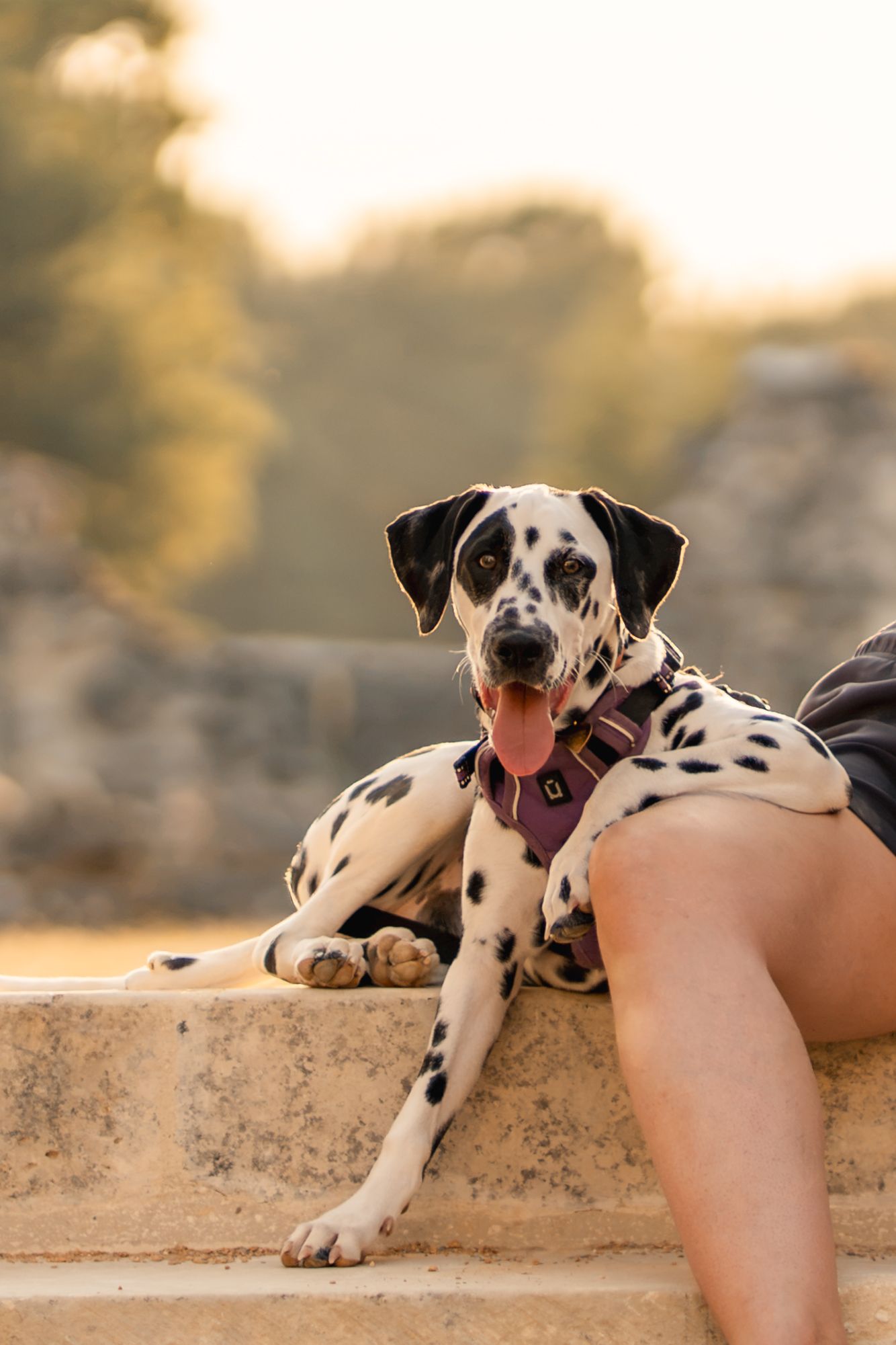 A Dalmatian dog with a pink harness rests on stone steps, tongue out, beside a person's legs at golden hour.