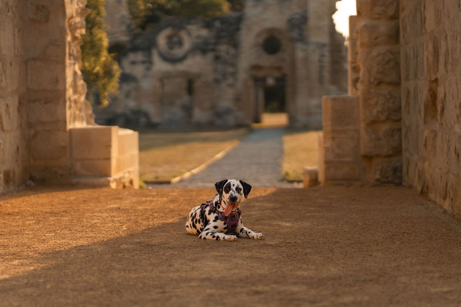 A Dalmatian dog resting on a stone path between ancient columns at golden hour.