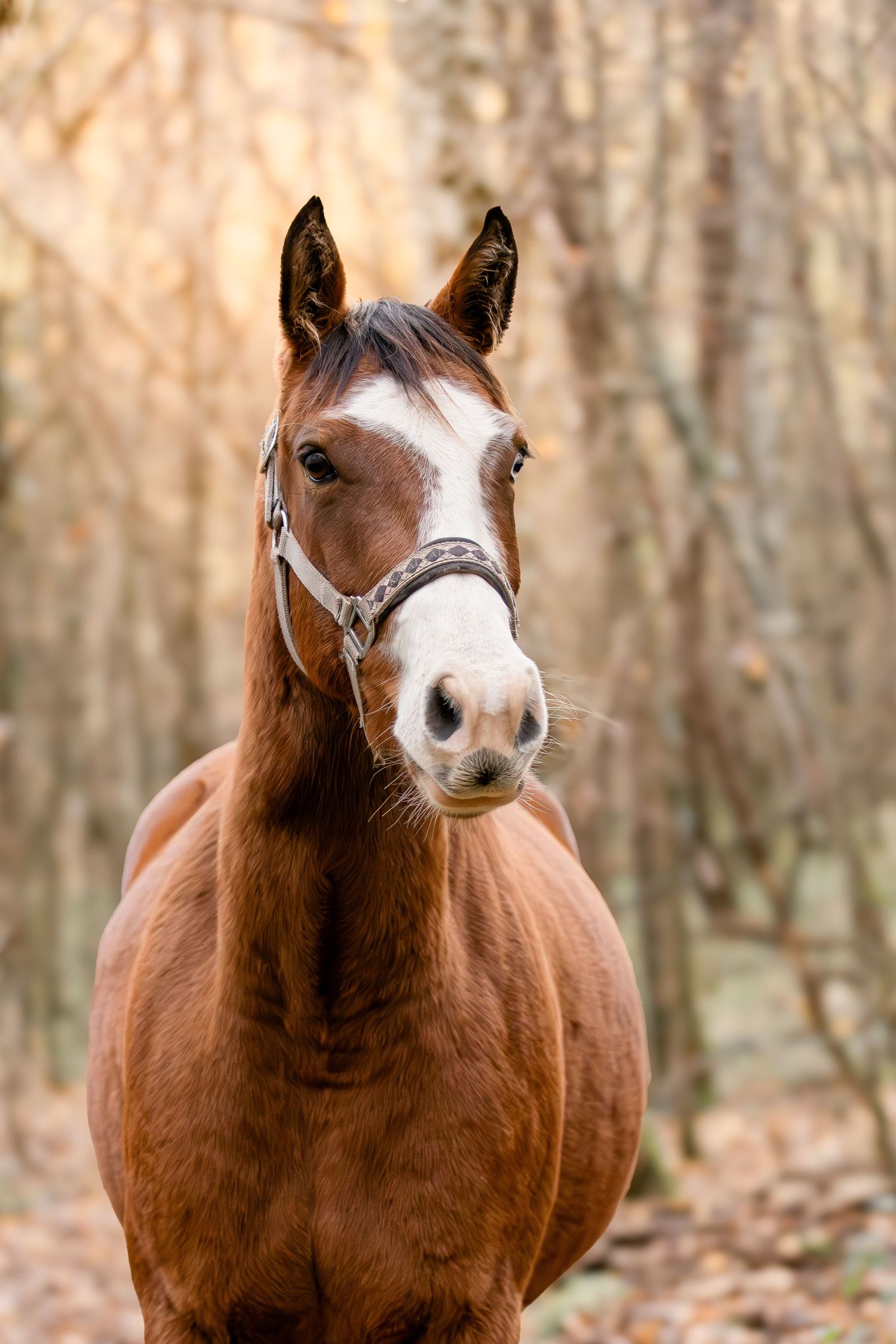 Close-up portrait of a chestnut horse with a white blaze wearing a halter in an autumn forest.