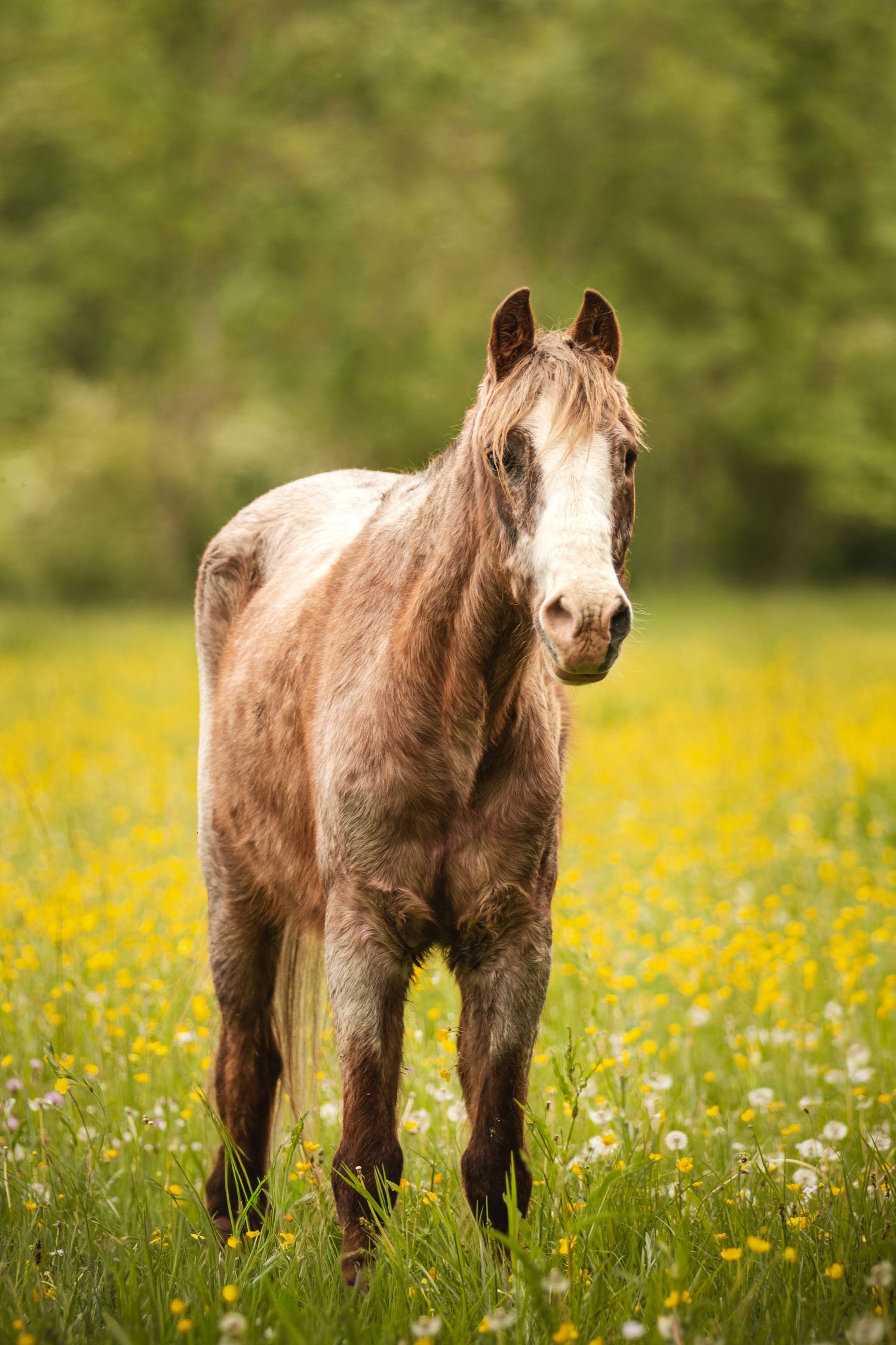 A dappled gray horse stands in a lush meadow filled with yellow wildflowers and daisies, with green trees in the background.