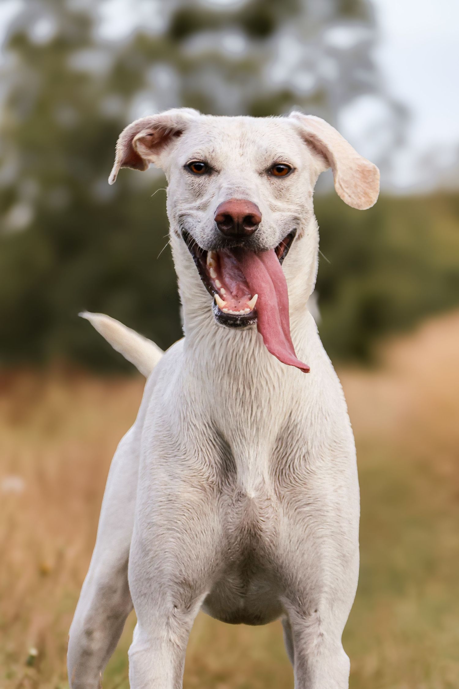 A happy white Labrador dog stands in a field with tongue hanging out, appearing to smile at the camera.