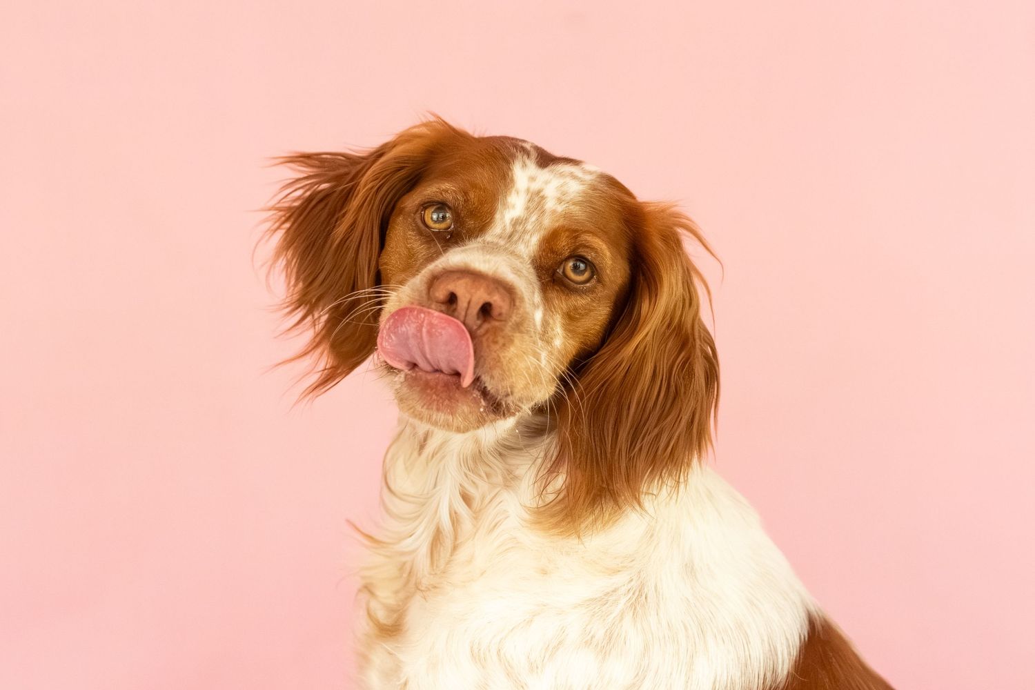 Adorable Brittany Spaniel puppy with brown and white fur licking its nose against a pink background.