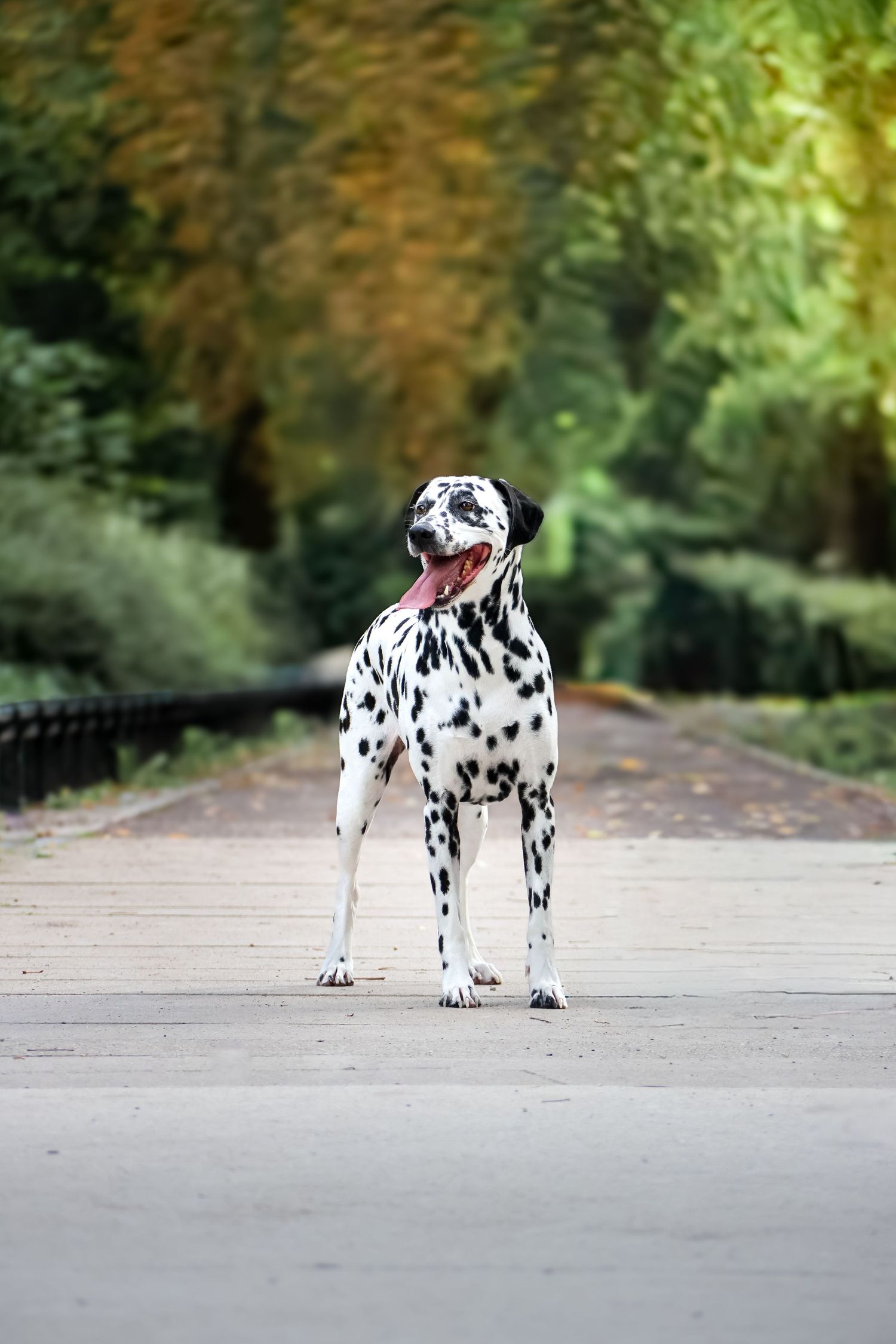 A Dalmatian dog standing on a park path with mouth open, surrounded by lush green trees in the background.
