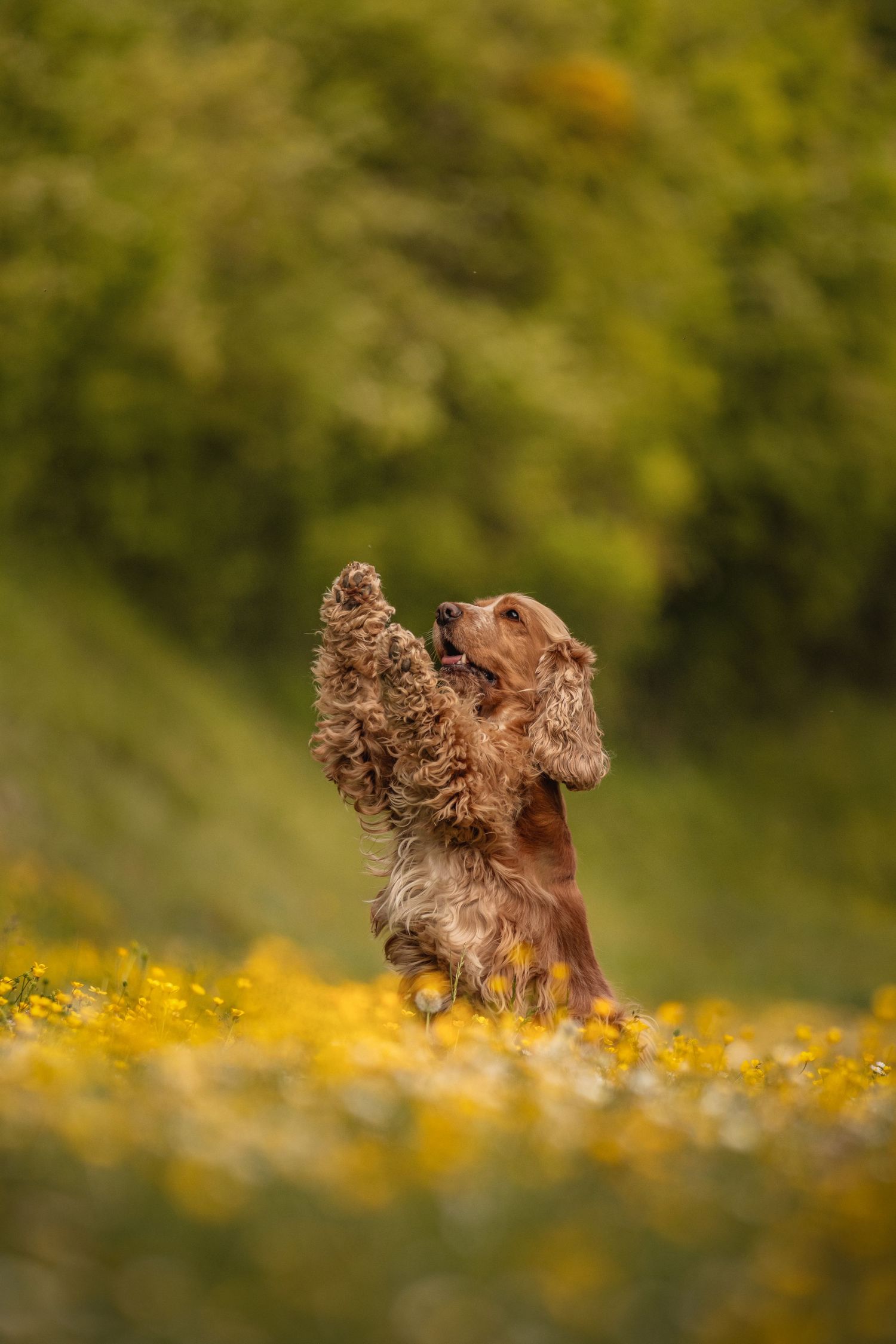 A golden Cocker Spaniel stands on hind legs in a field of yellow wildflowers with green trees in the background.
