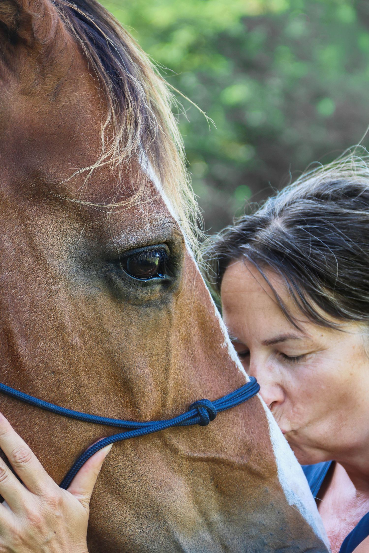 Séance cheval lifestyle — femme embrassant tendrement le visage de son cheval brun au licol bleu, photographe Rethel Ardennes.