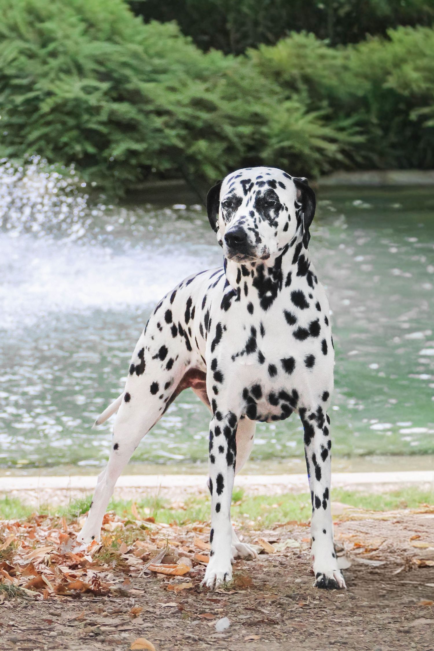 Séance animaux — dalmatien en alerte au bord d'un étang entouré d'arbres et de feuilles mortes, photographe animaux Aisne Guignicourt.
