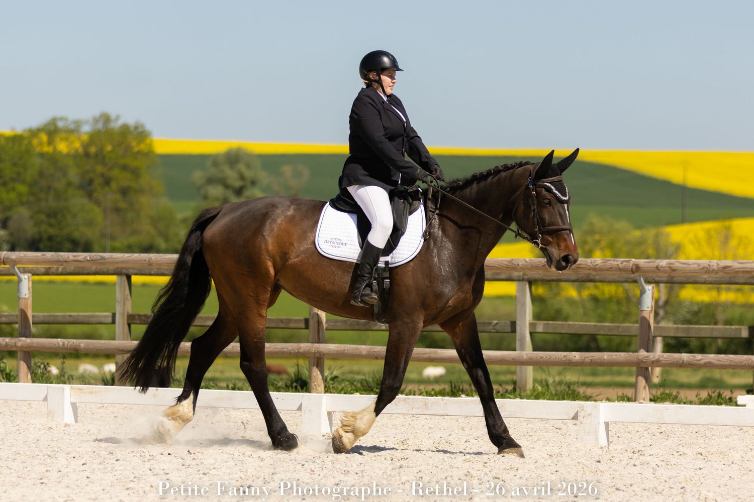 Equestrian rider in black helmet performing dressage on a bay horse in an outdoor arena with yellow fields in background.
