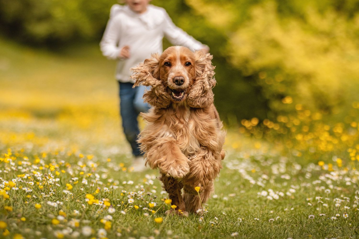 A golden Cocker Spaniel runs joyfully through a flower-filled meadow with a child chasing behind on a sunny day.