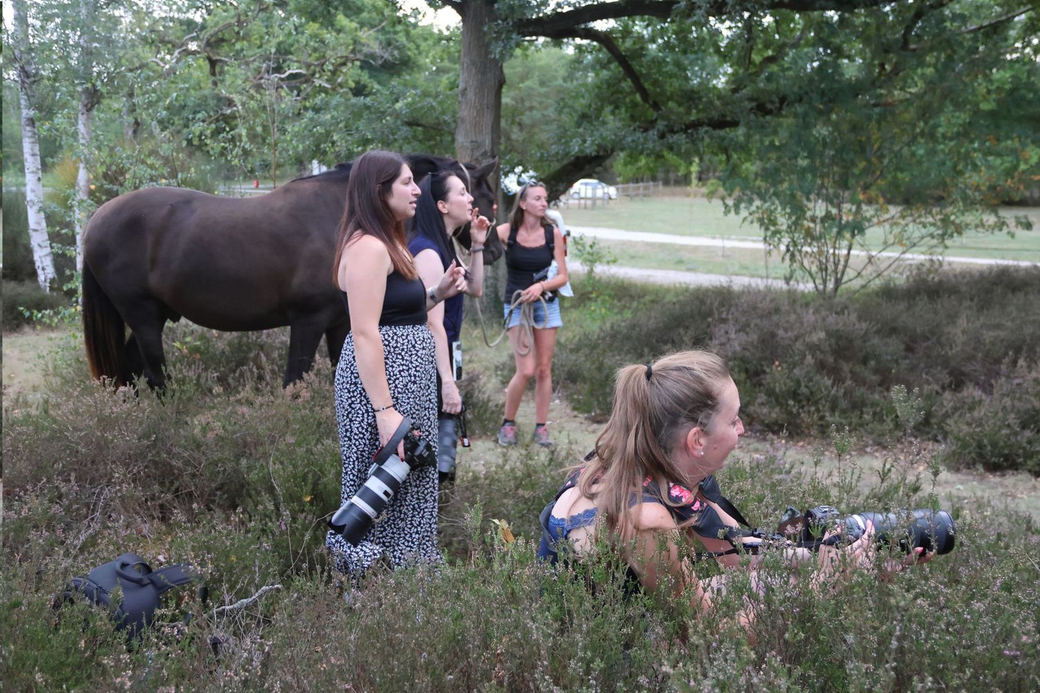 Group of women with cameras photographing a dark horse in a heather forest setting.