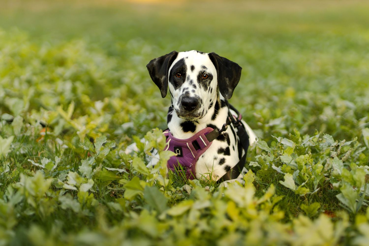 Dalmatian dog with pink harness sitting in lush green field, looking at camera.