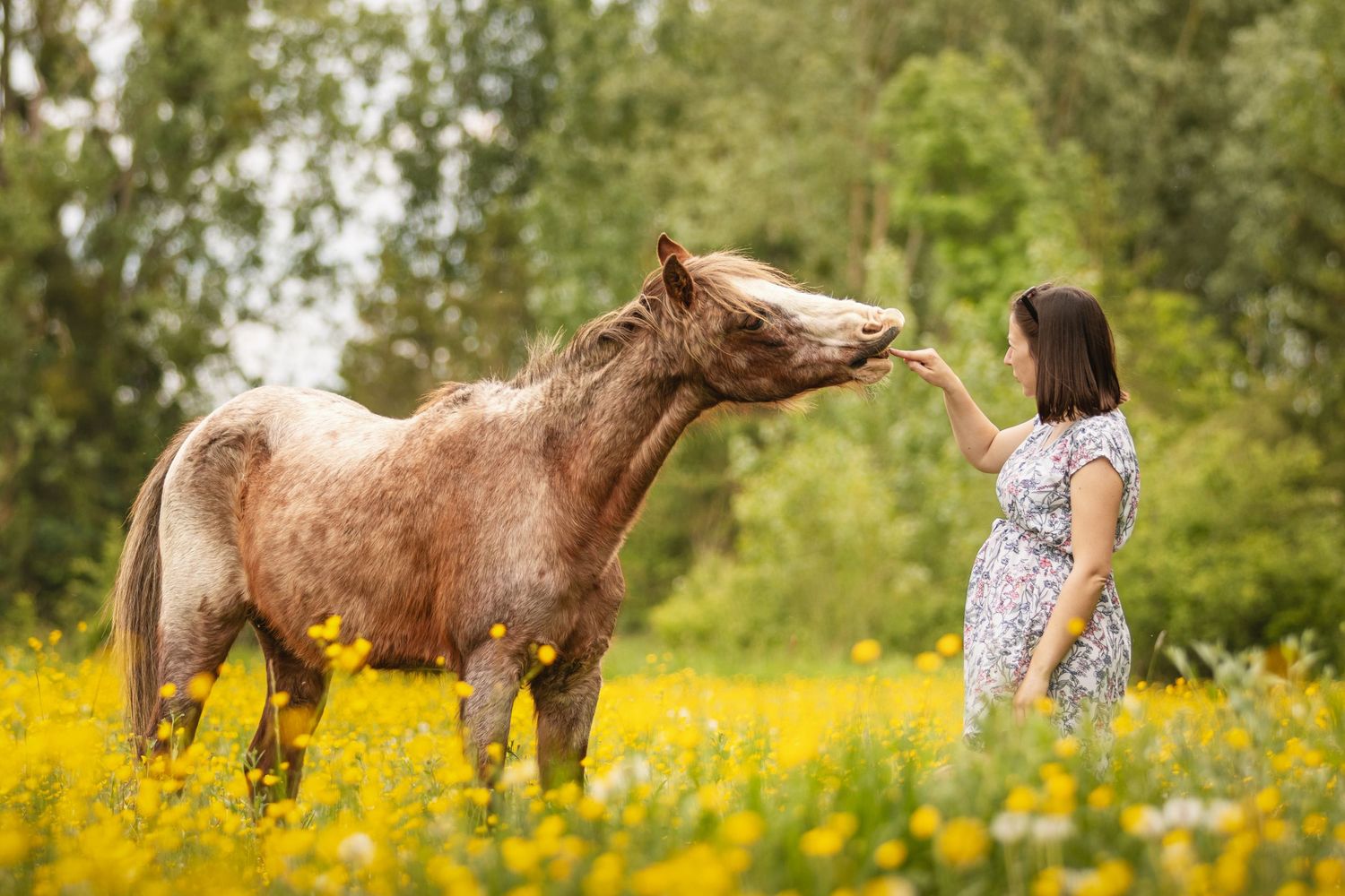 A young woman in a floral dress feeds a brown horse in a sunny yellow wildflower meadow surrounded by green trees.
