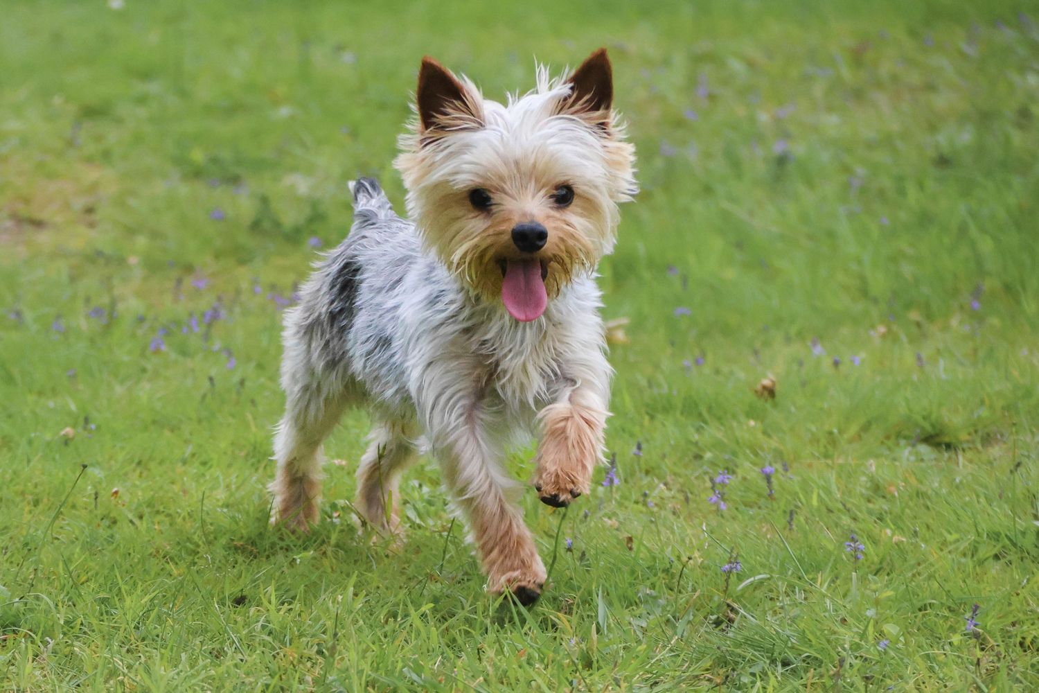Séance chien — Yorkshire Terrier énergique langue tirée au galop sur une pelouse verdoyante, photographe animaux Soissons Aisne.