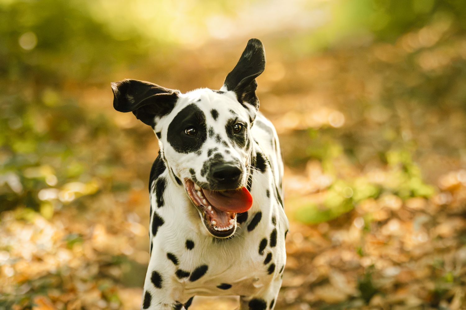 A happy Dalmatian dog running through a forest path covered in autumn leaves with mouth open and ears flopping.
