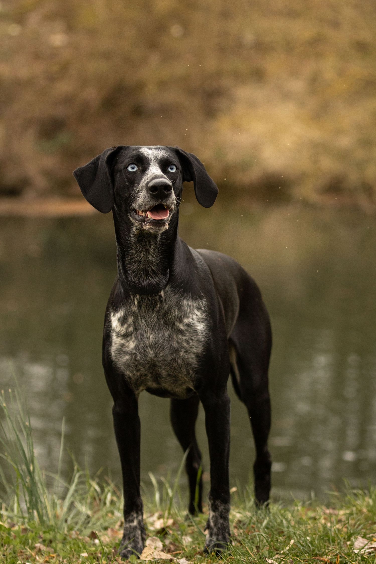 Grand chien blanc et noir aux yeux bleus en alerte près d'un étang dans un paysage d'automne.