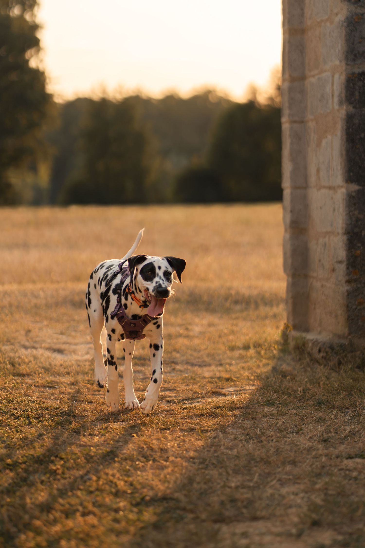 A Dalmatian dog walks across a golden field at sunset near a stone wall.