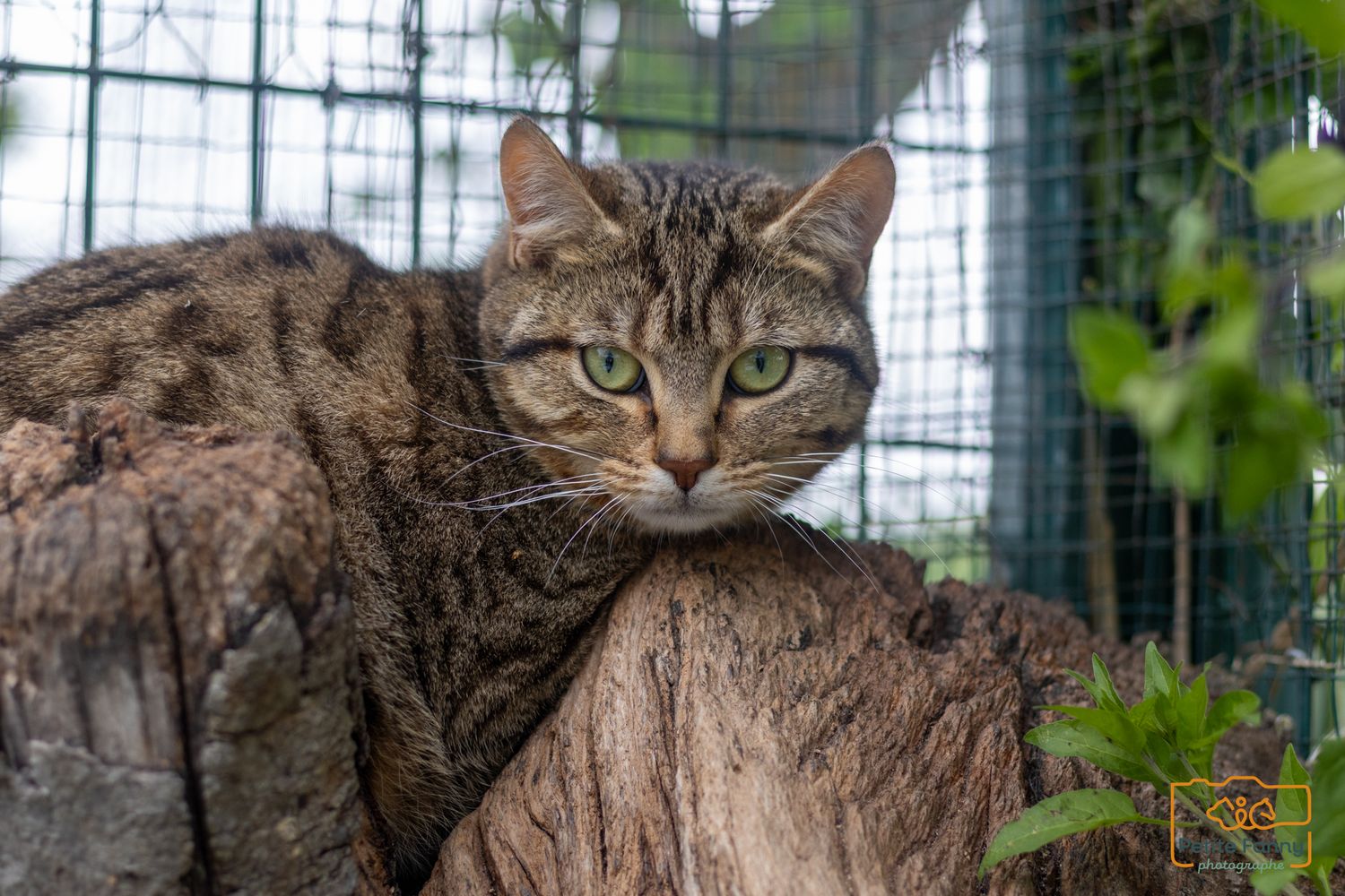 A tabby cat with green eyes rests on a wooden stump inside an outdoor enclosure surrounded by greenery.